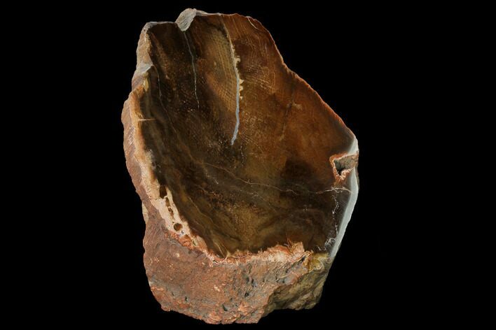 Polished Petrified Oak Wood Stand-up - Oregon #166101